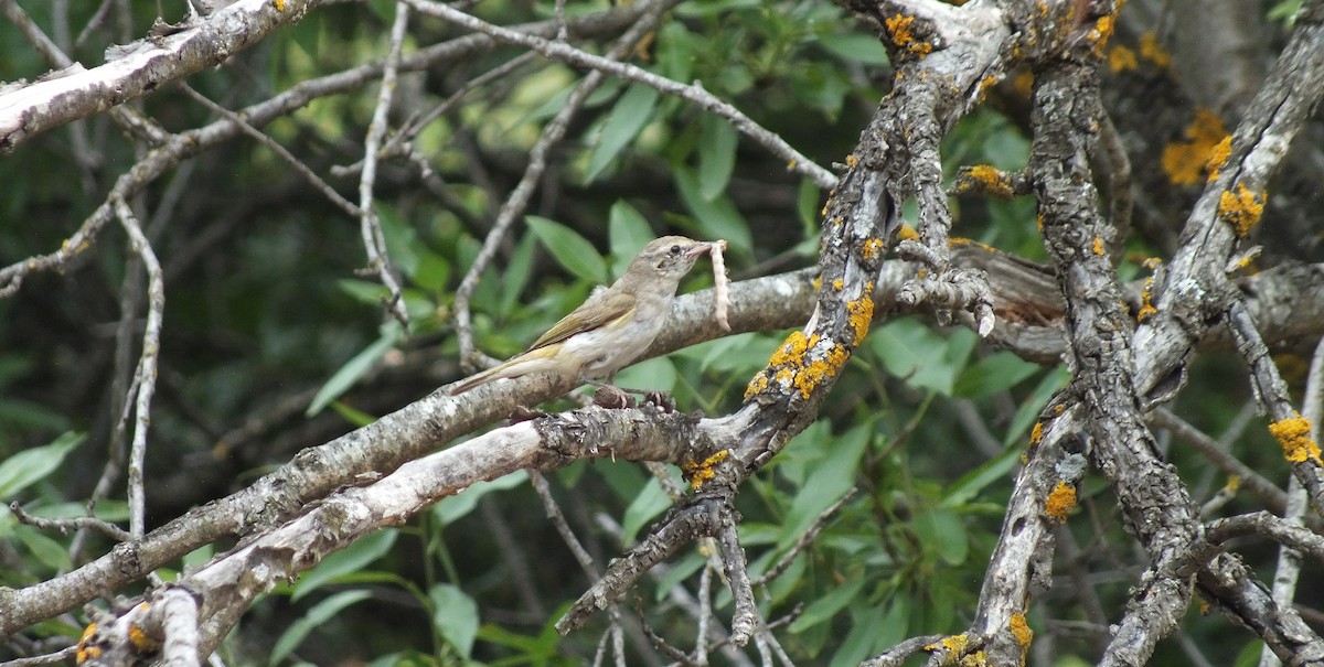 Eastern Bonelli's Warbler - ML60617781
