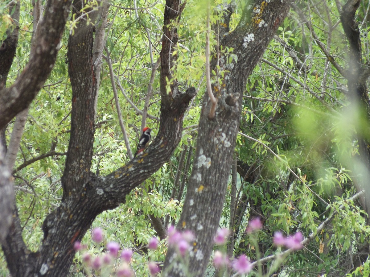 Middle Spotted Woodpecker - ML60617791