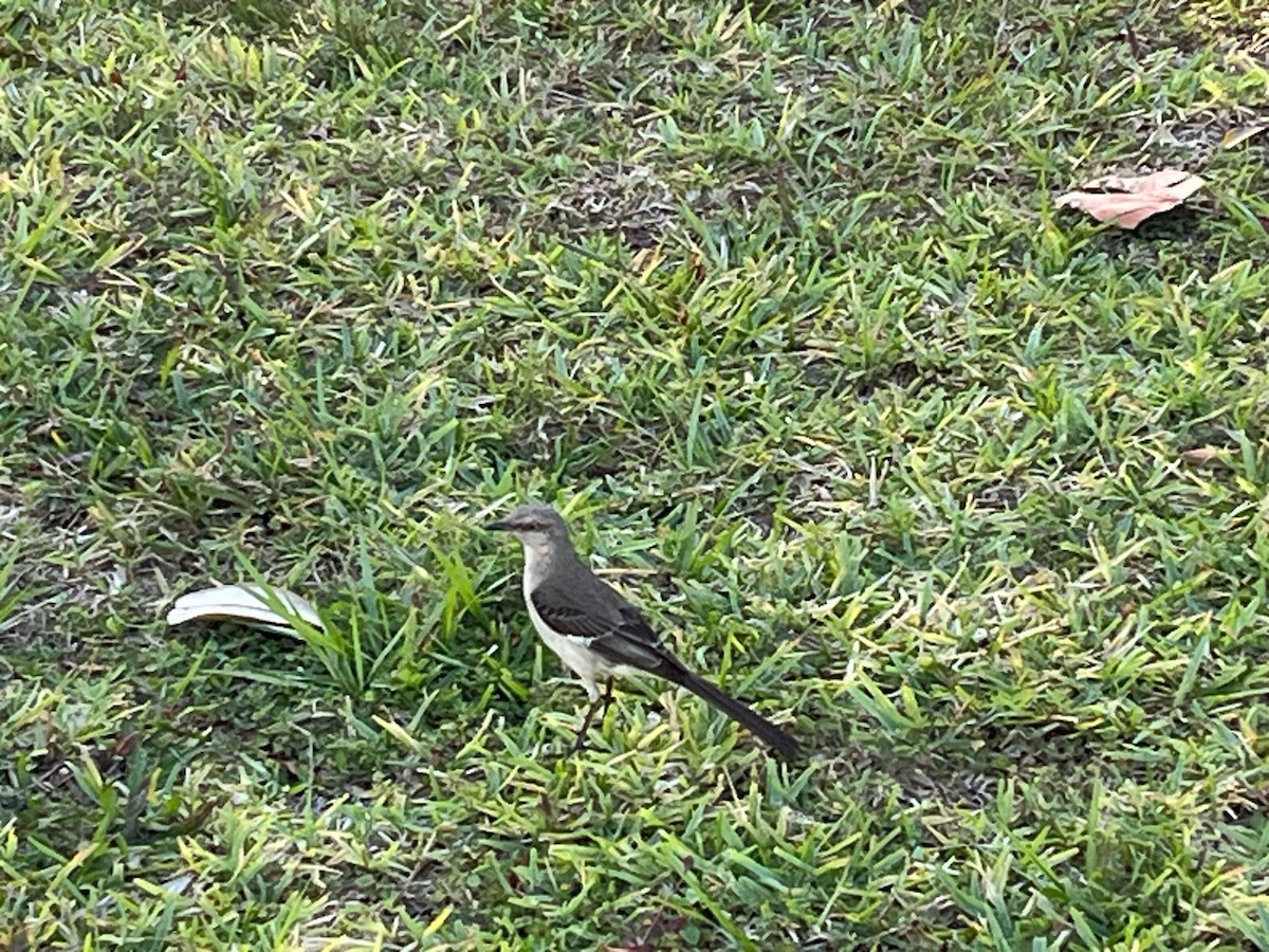 Northern Mockingbird - ML606178521