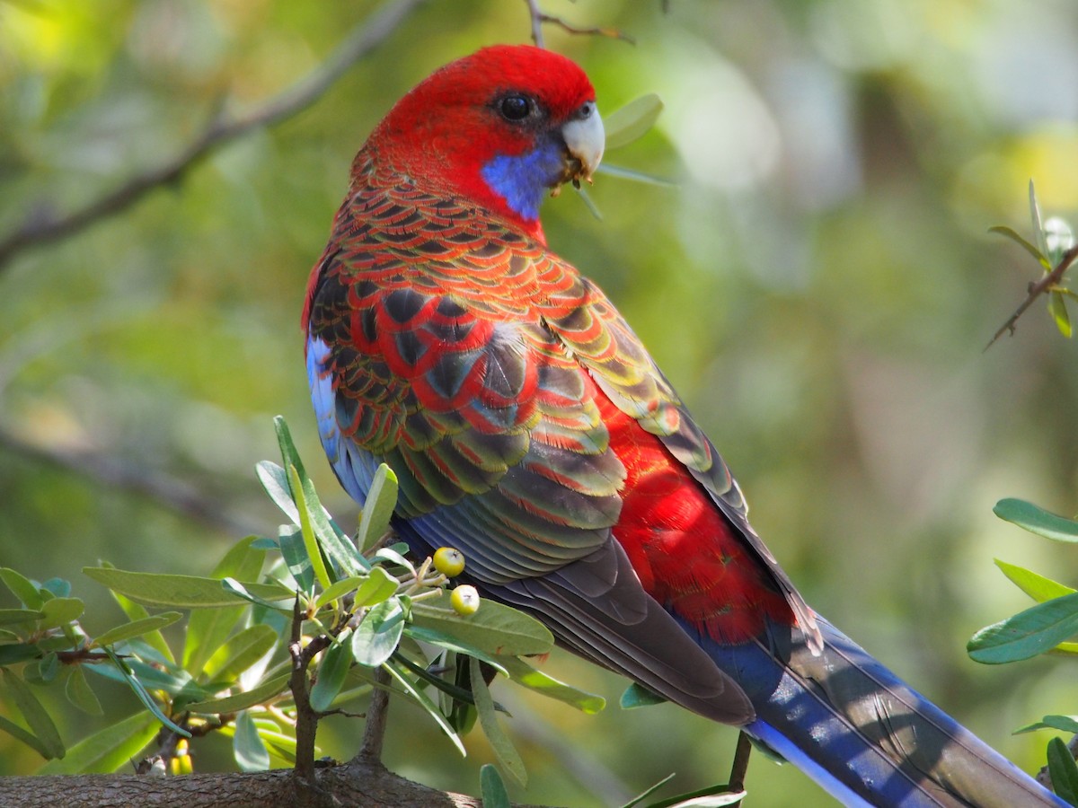 Crimson Rosella - ML606179261