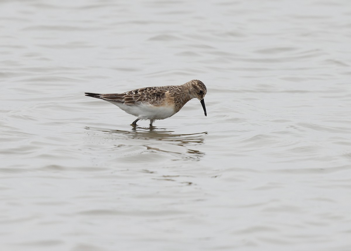 Baird's Sandpiper - Brendan Ryan