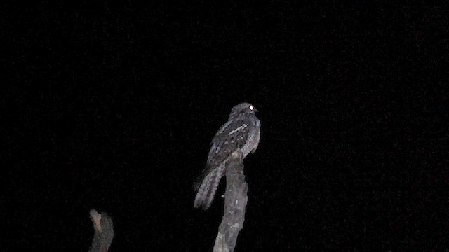 Eurasian Nightjar - ML606179451