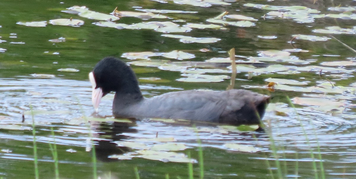 Eurasian Coot - Alfonso Luengo