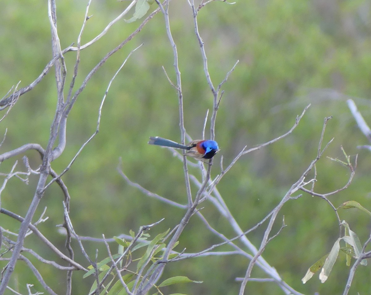 Purple-backed Fairywren - ML606179901