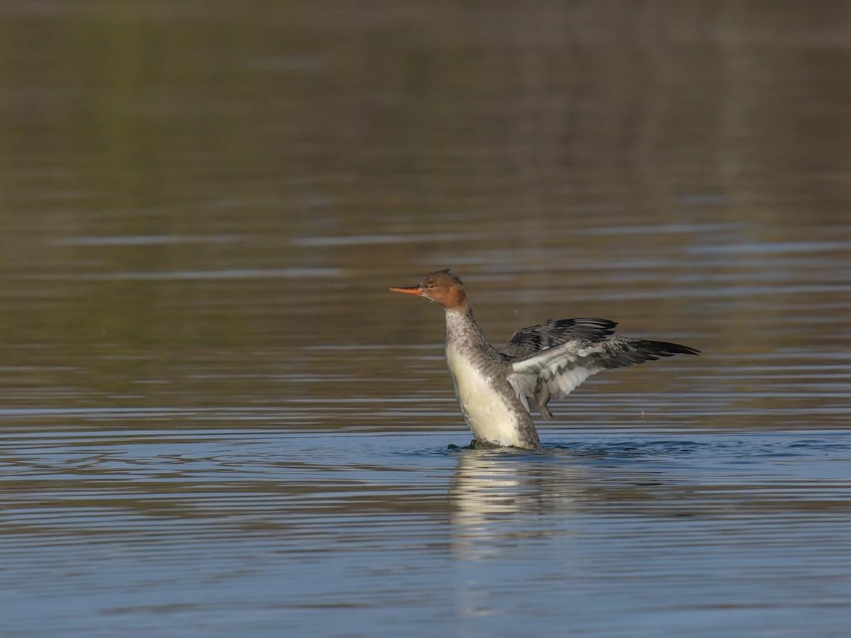 Red-breasted Merganser - ML606180461