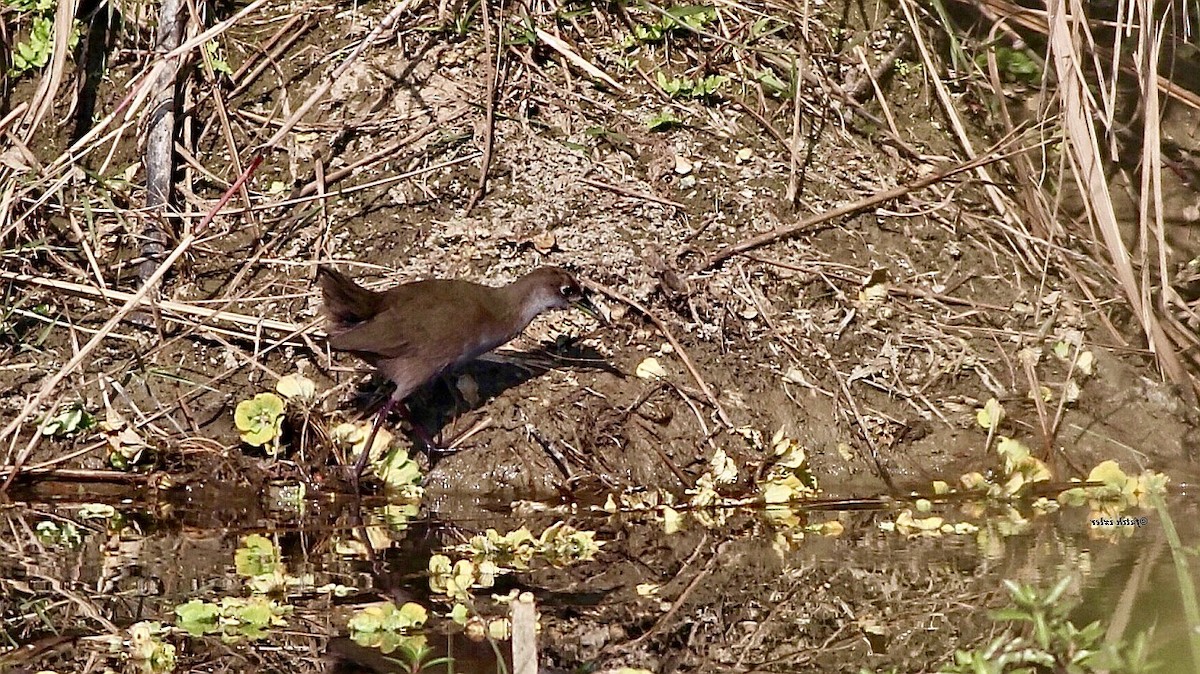 Brown Crake - ML606180661