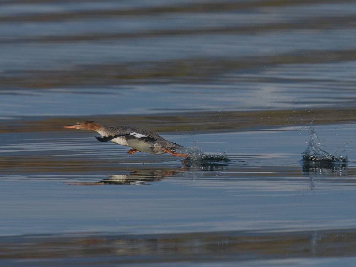 Red-breasted Merganser - ML606181171