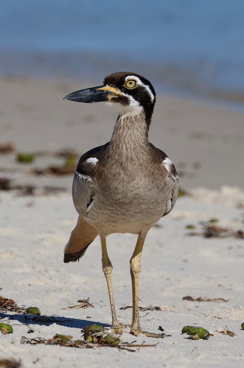 Beach Thick-knee - ML606181261