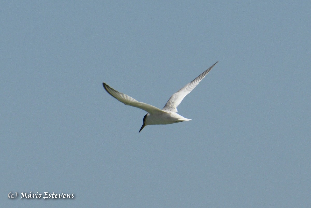 Little Tern - ML606182021