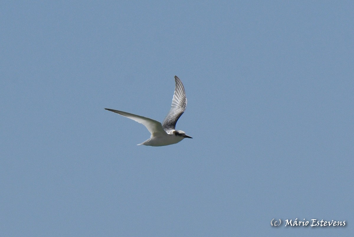 Little Tern - ML606182031