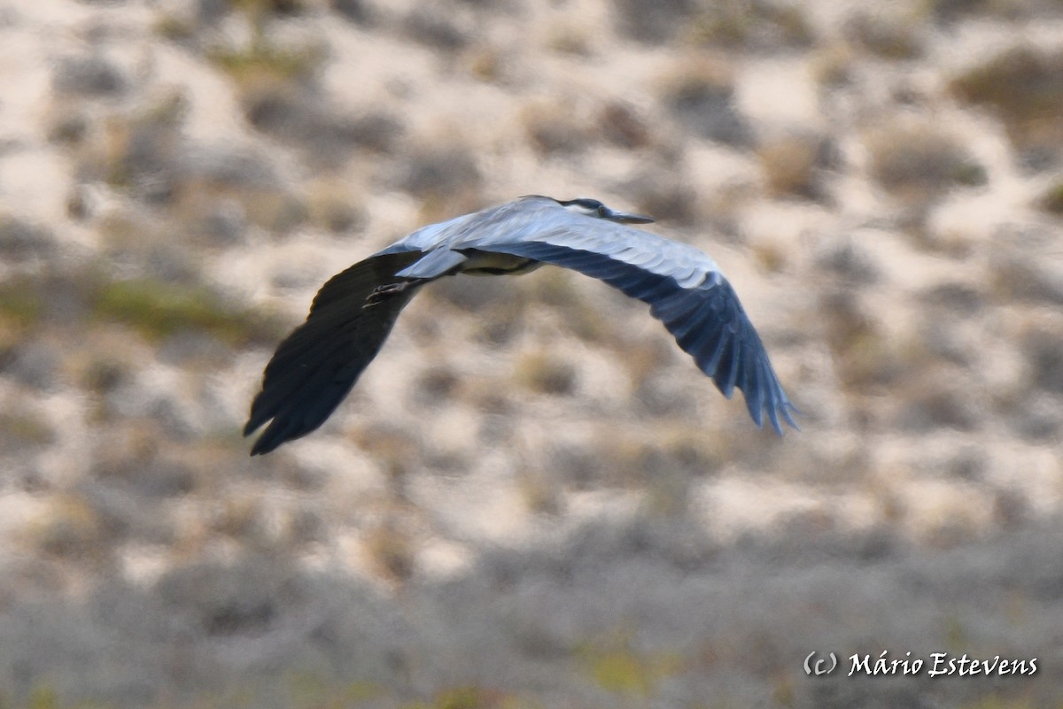 Gray Heron - Mário Estevens