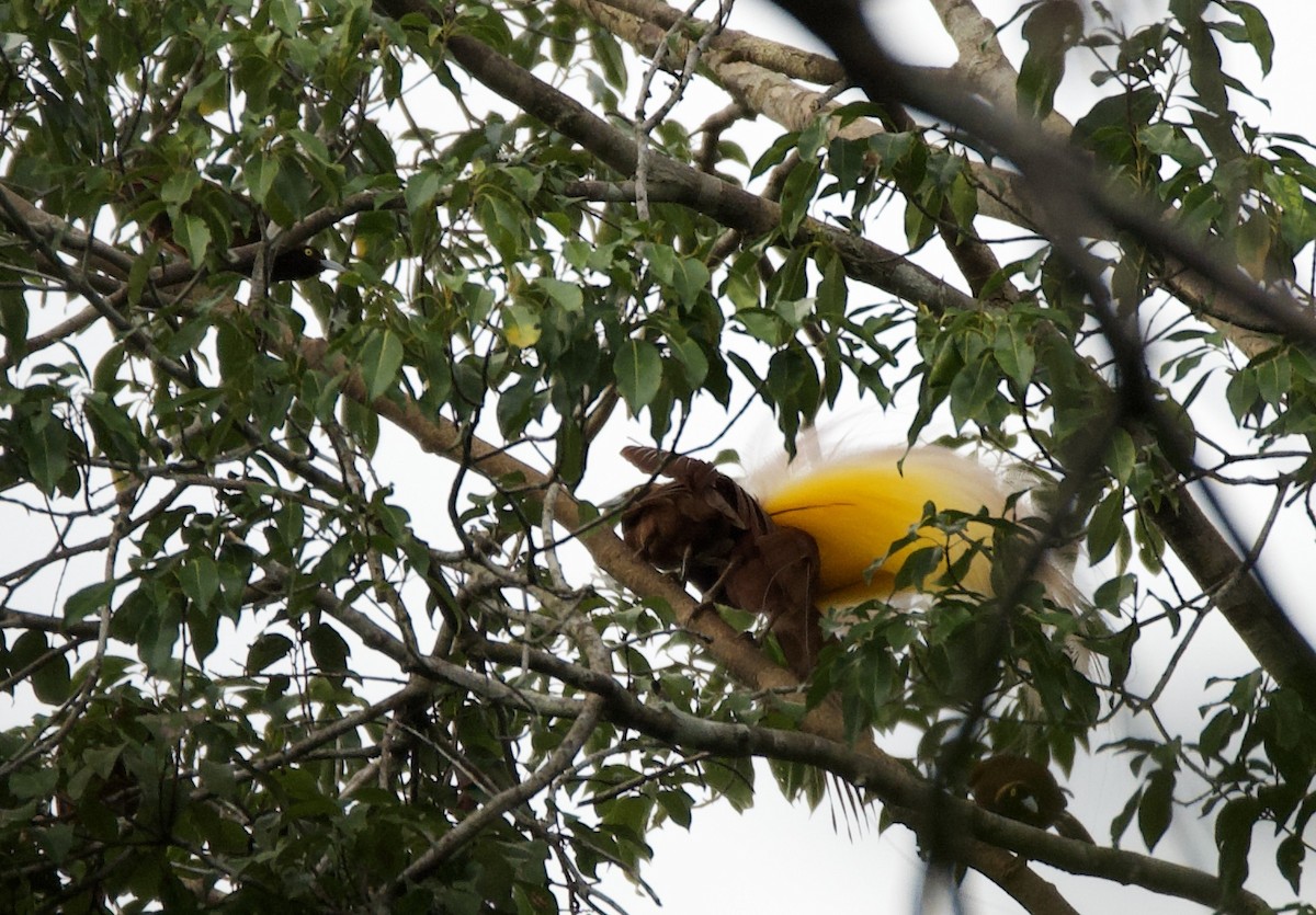 Greater Bird-of-Paradise - ML606182691