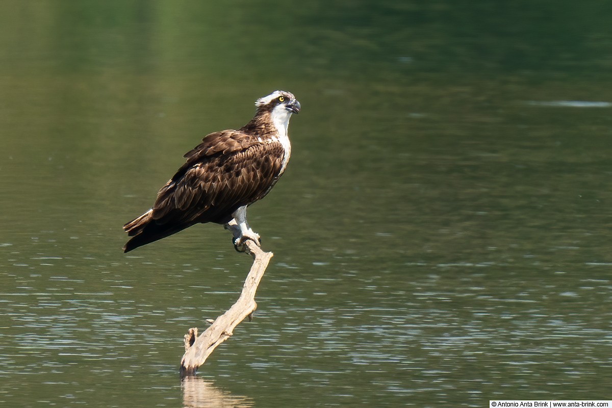 Osprey - ML606183011