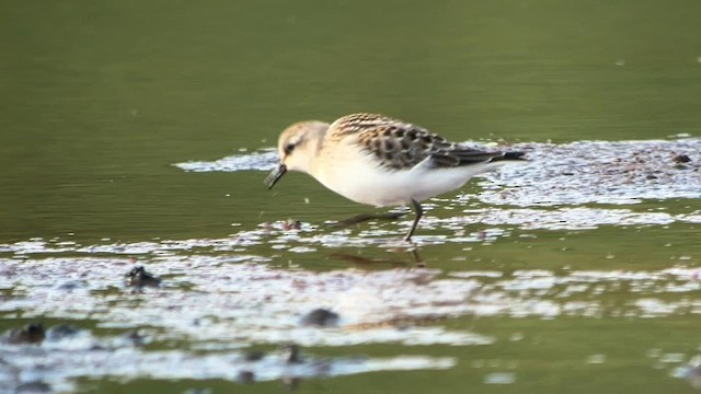 Red-necked Stint - ML606183941