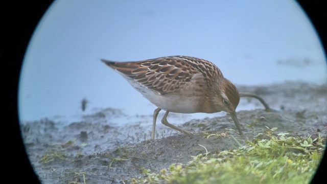 Sharp-tailed Sandpiper - ML606184351