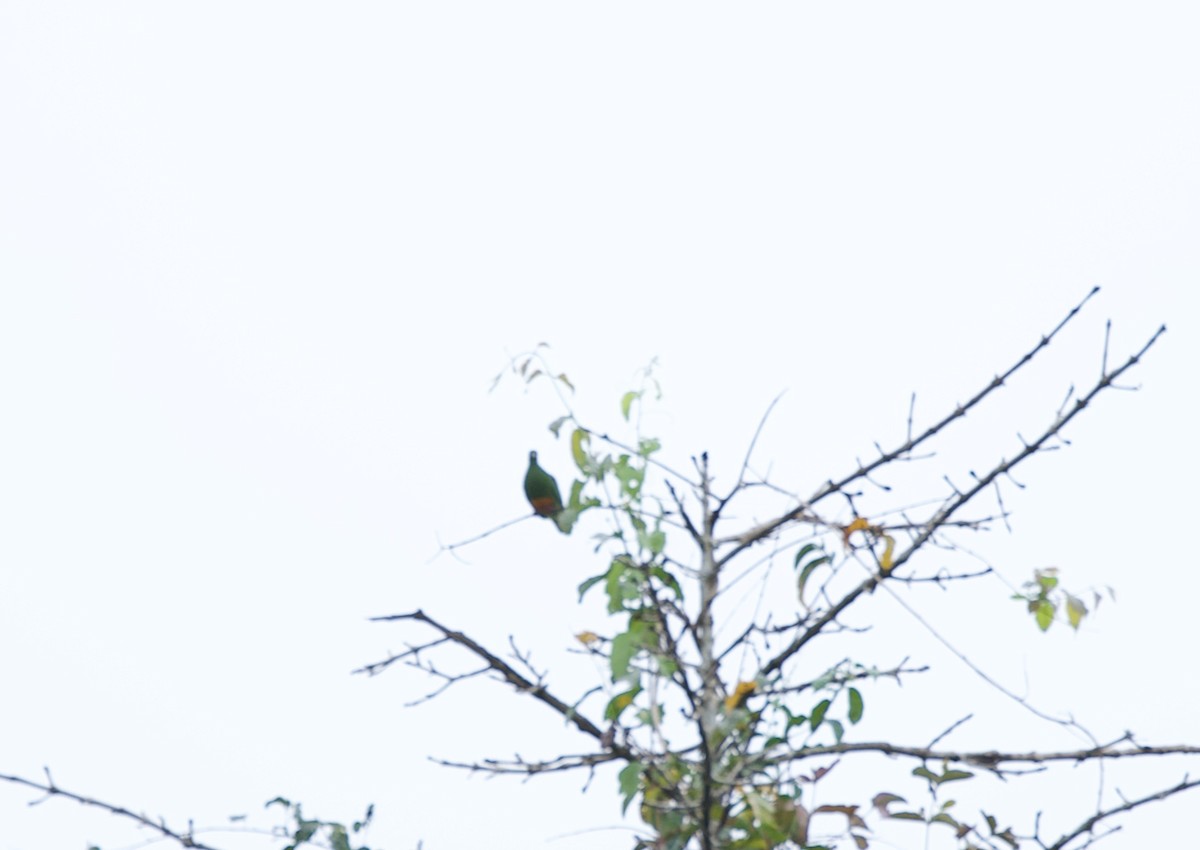 Dusky-cheeked Fig-Parrot - ML606184491