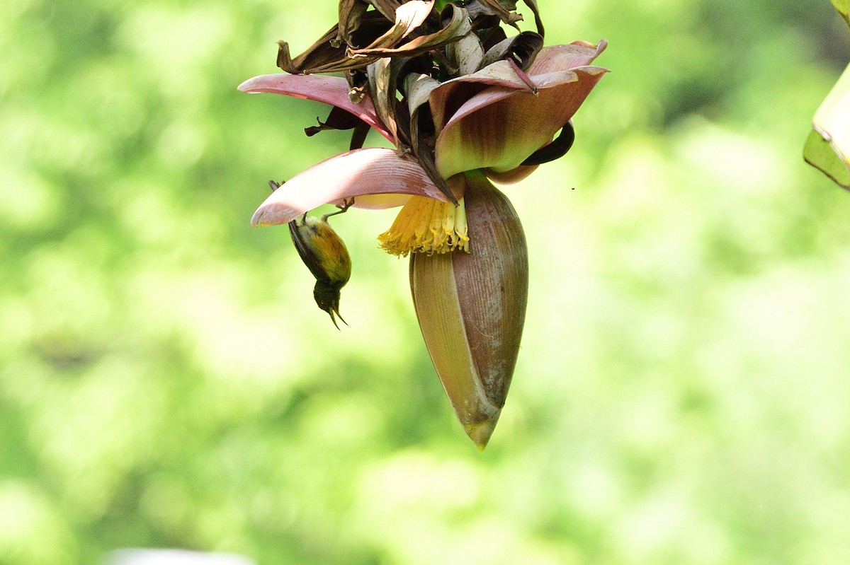 Brown-throated Sunbird - ML606184791