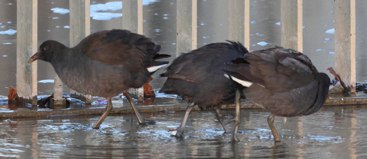 Eurasian Coot - John Brown