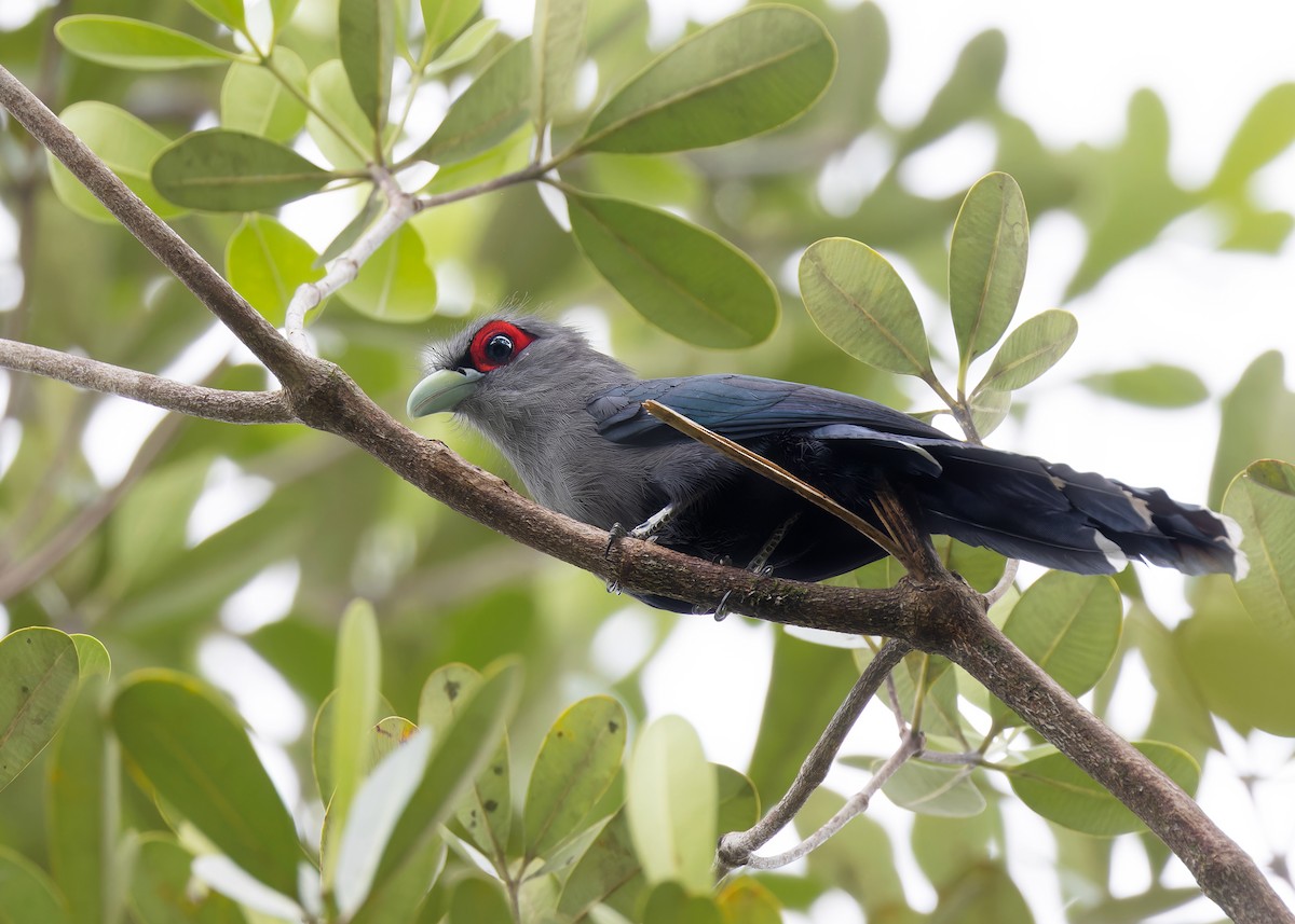 Black-bellied Malkoha - Ayuwat Jearwattanakanok