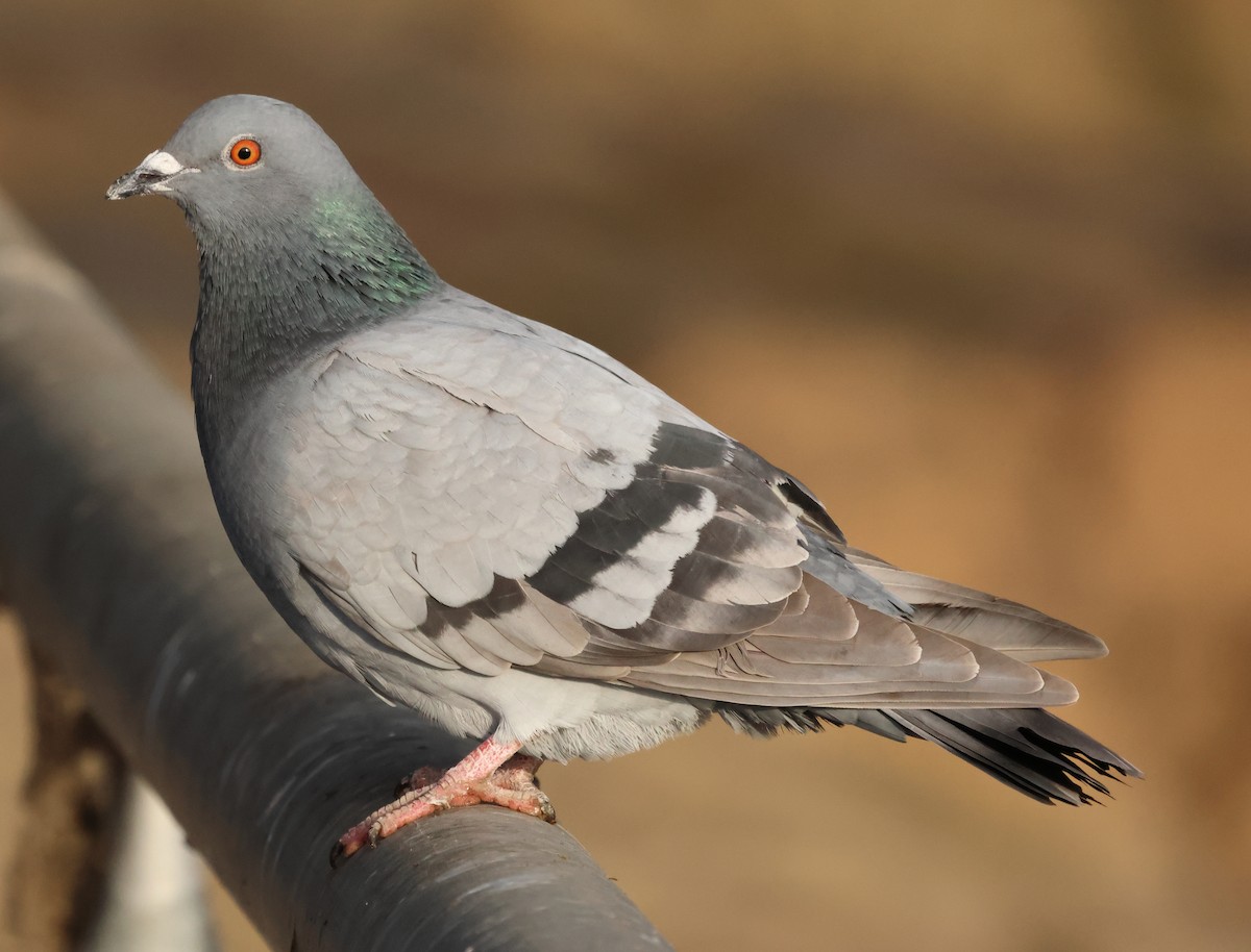 Rock Pigeon (Feral Pigeon) - ML606186001