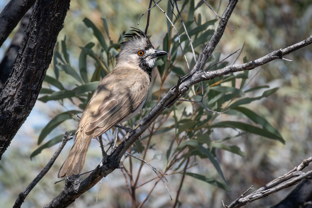 Crested Bellbird - ML606186431