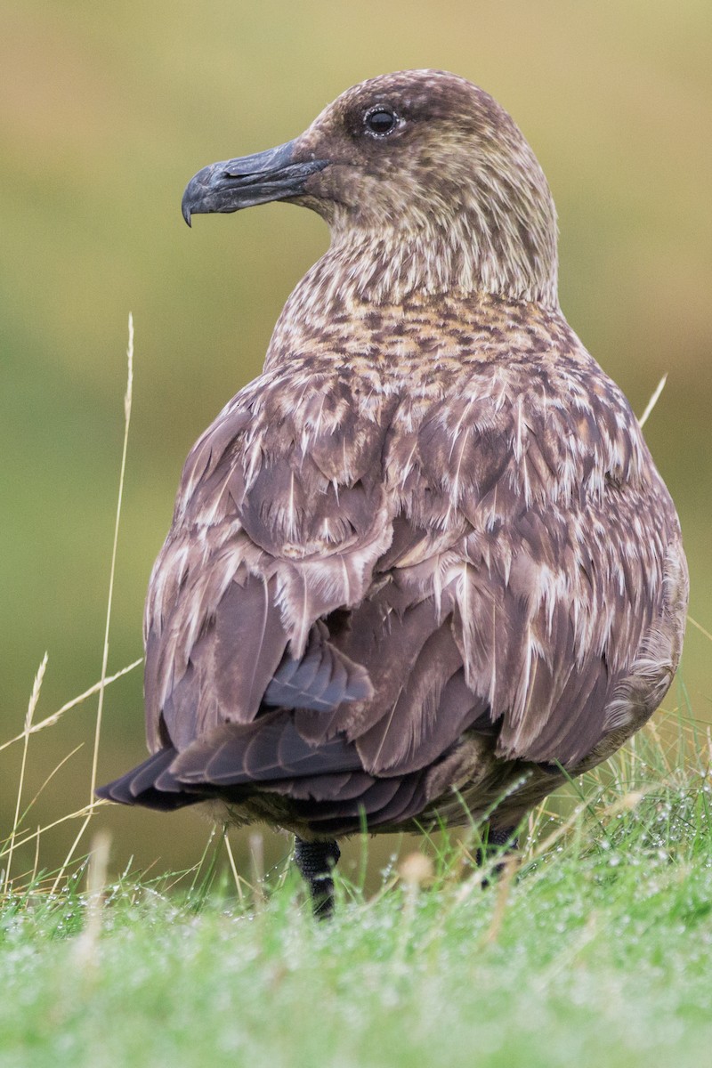 Great Skua - ML606186651