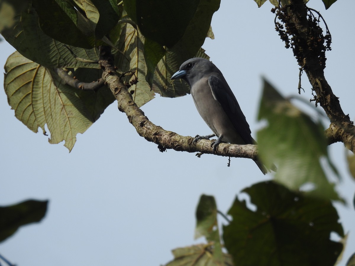 Ashy Woodswallow - ML606186791