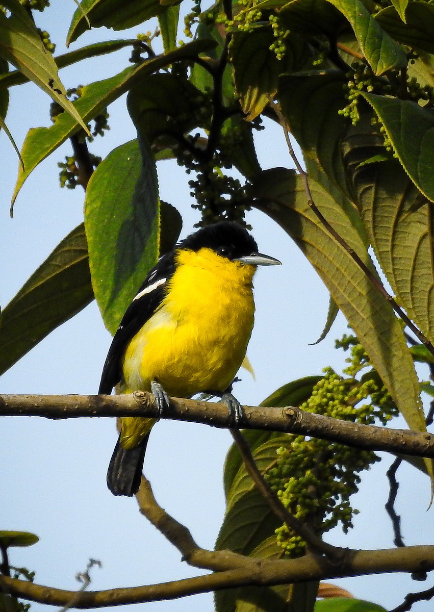Common Iora - ML606186861