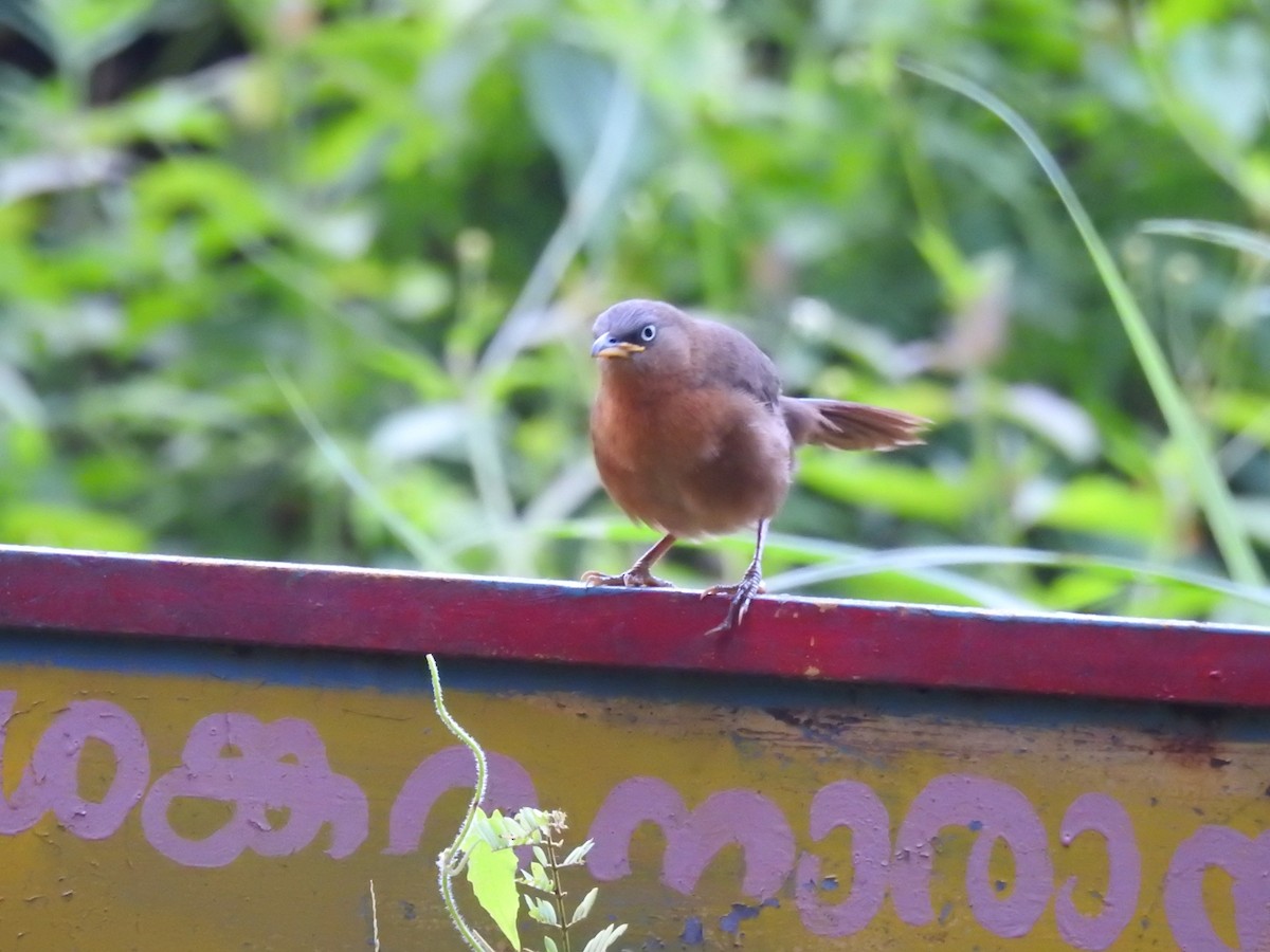 Rufous Babbler - ML606186911