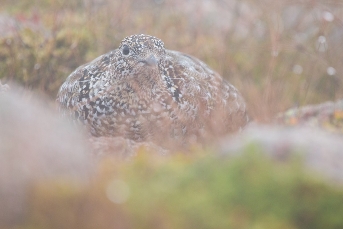 Rock Ptarmigan - ML606187261