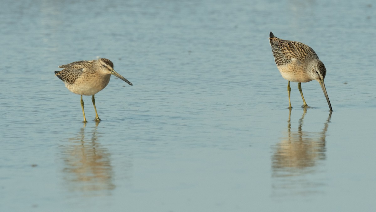 Short-billed Dowitcher - ML606187491