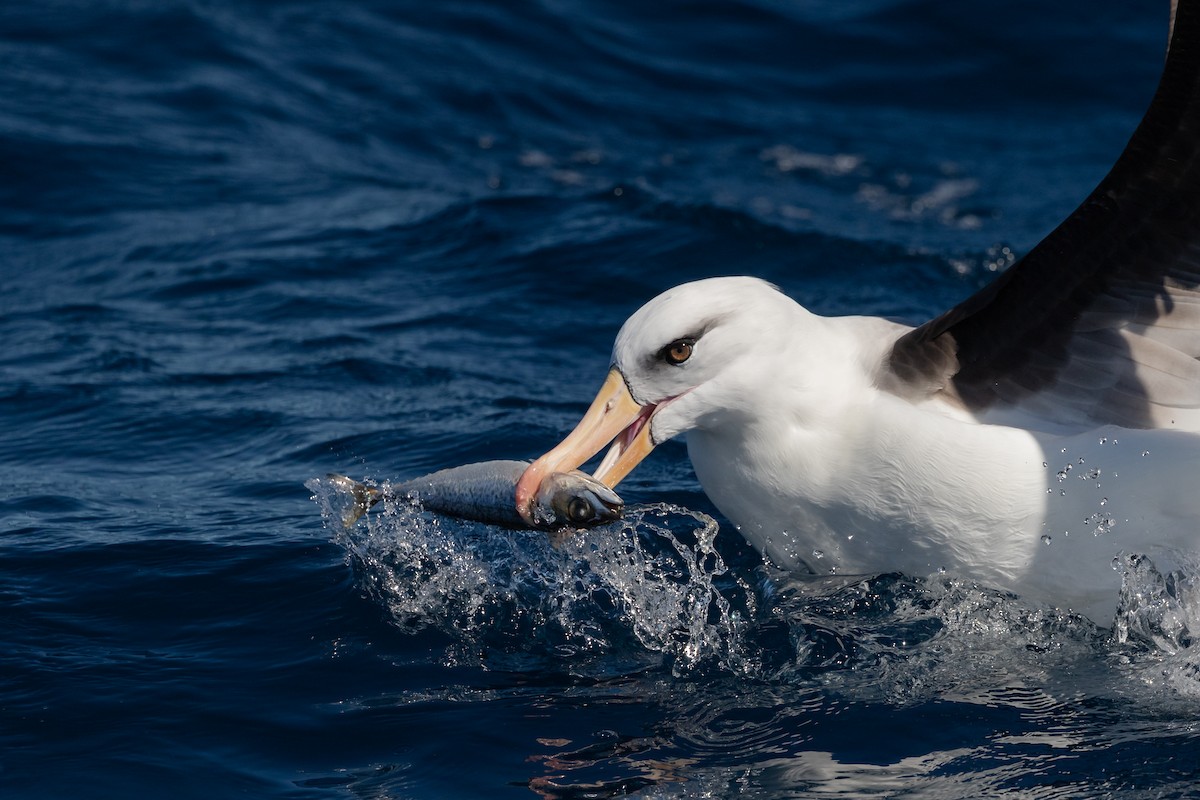 Albatros à sourcils noirs (impavida) - ML606187601