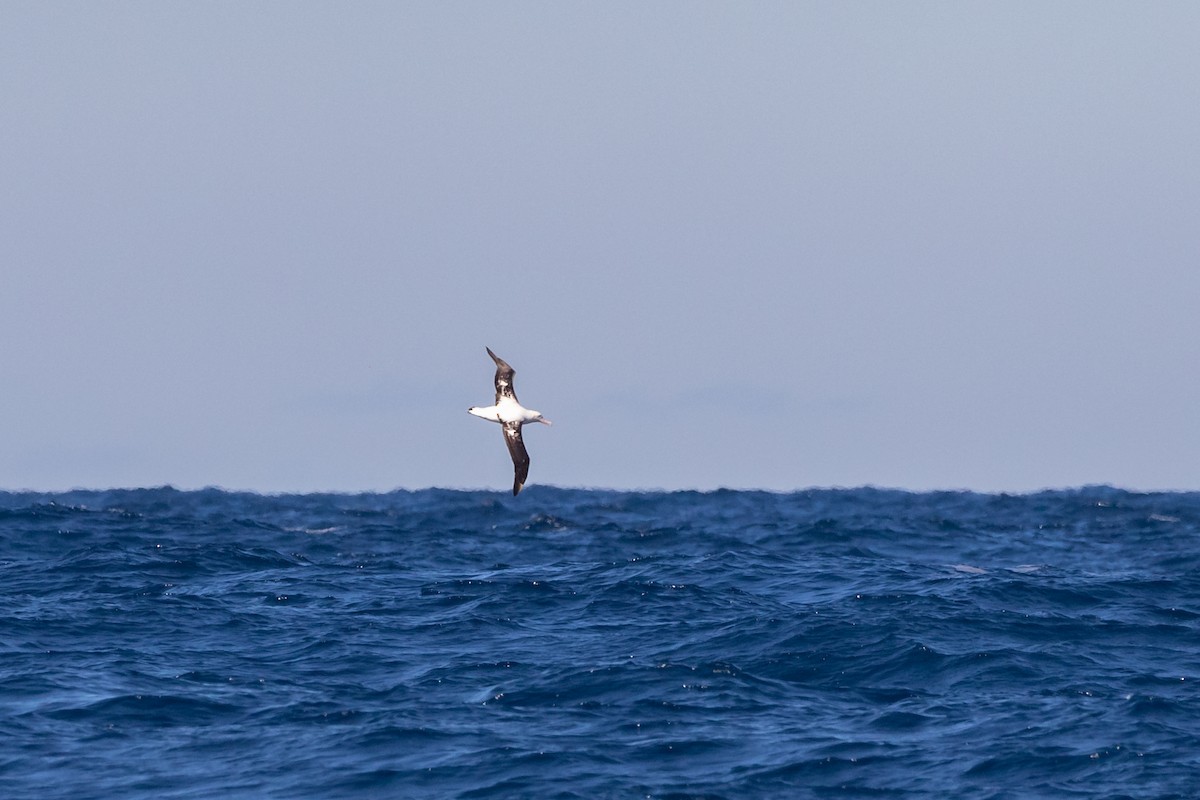 Antipodean Albatross (gibsoni) - ML606187691
