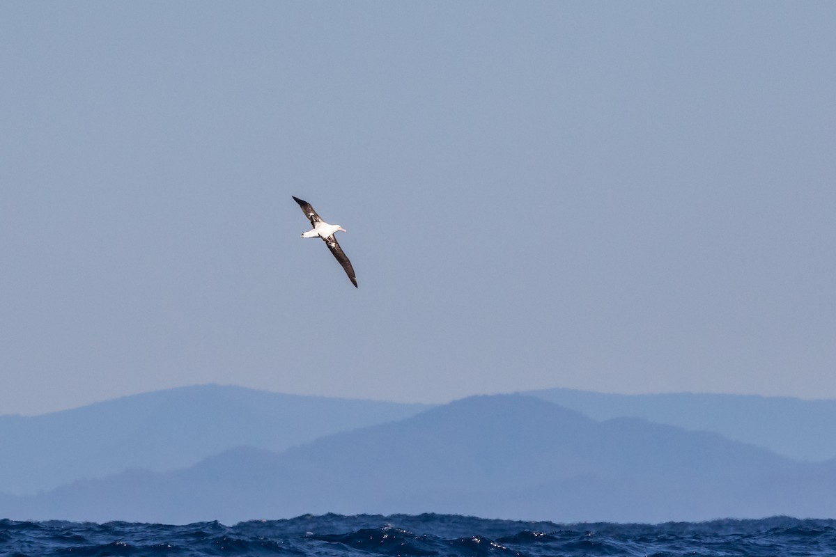 Albatros de las Antípodas (gibsoni) - ML606187701