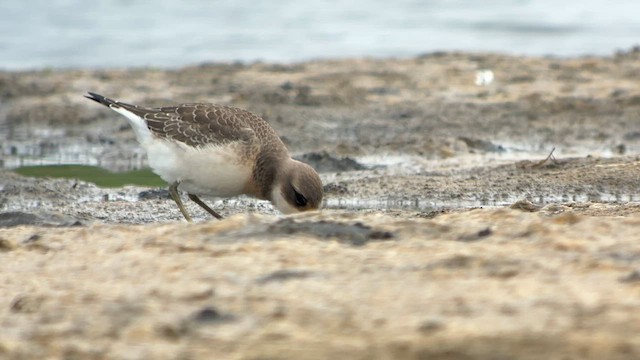 Siberian Sand-Plover - ML606188131