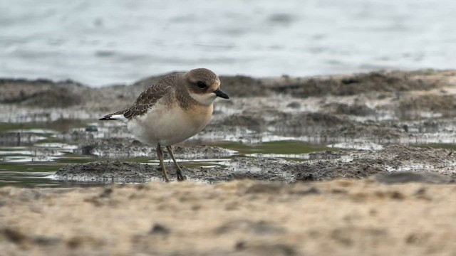 Siberian Sand-Plover - ML606188141