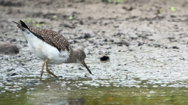 Solitary Sandpiper - ML606189171