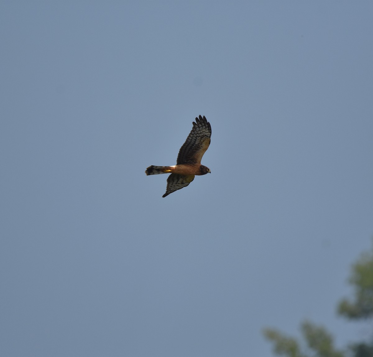 Northern Harrier - ML606189511