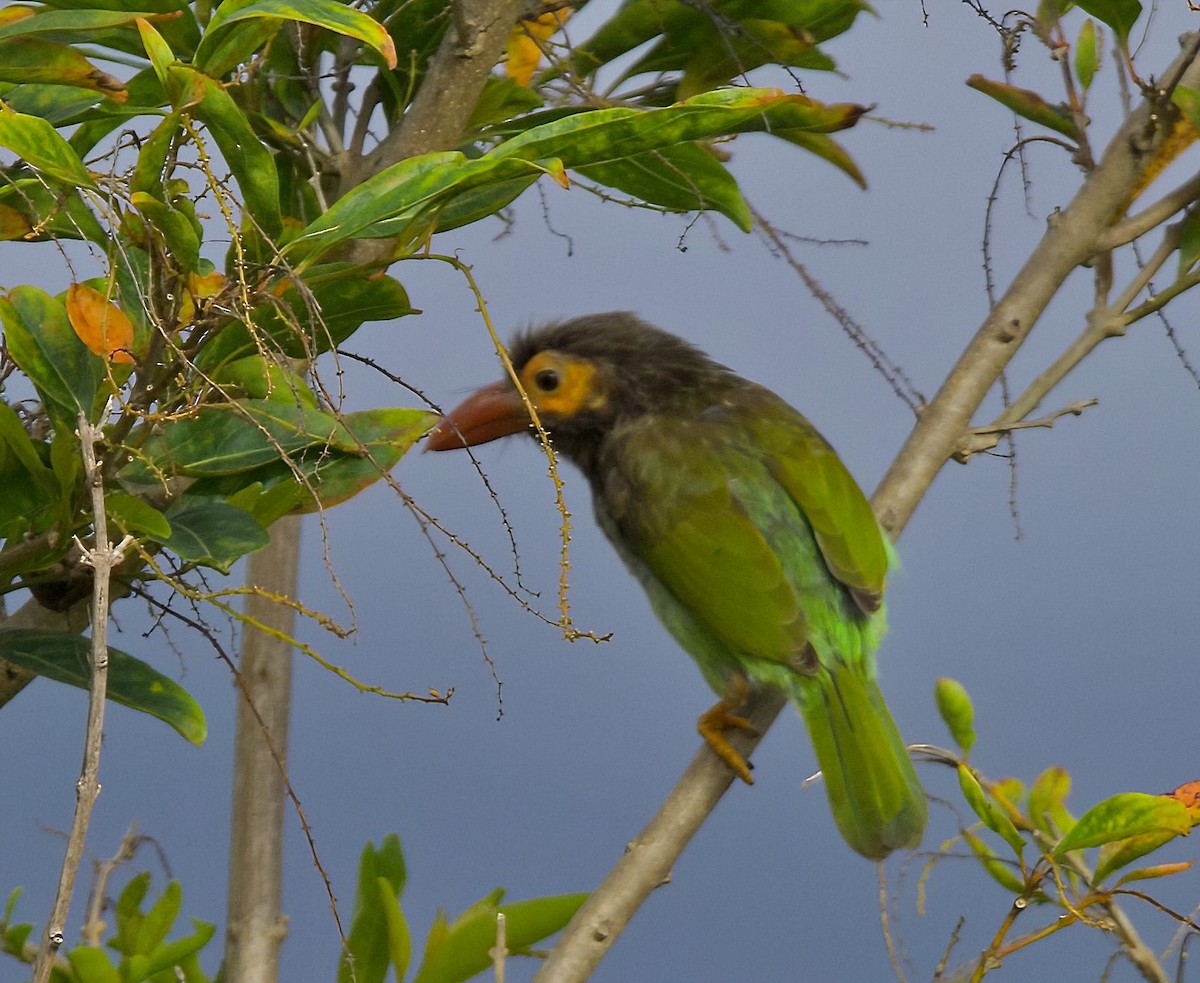 Brown-headed Barbet - ML606189731