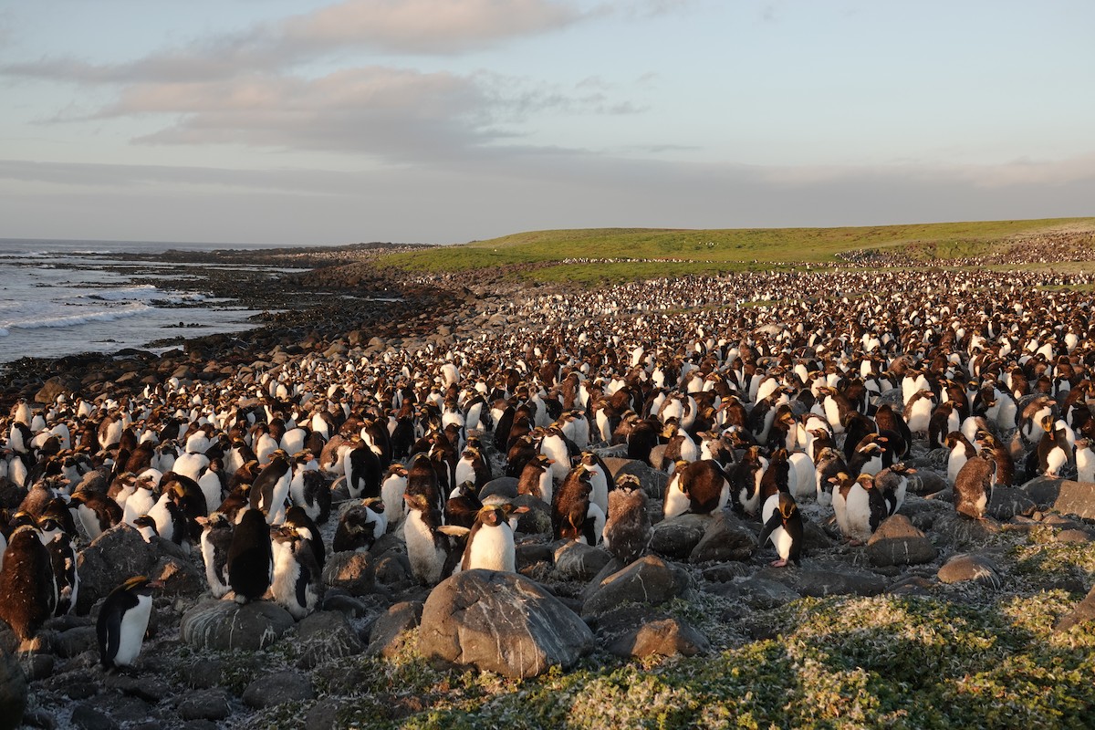 Macaroni Penguin - ML606190521