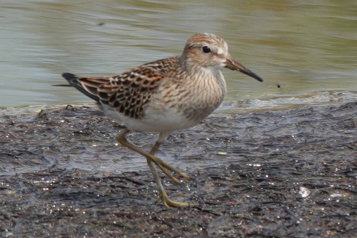 Pectoral Sandpiper - Mary Alice HAYWARD