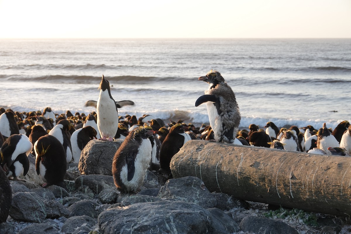 Macaroni Penguin - ML606190541