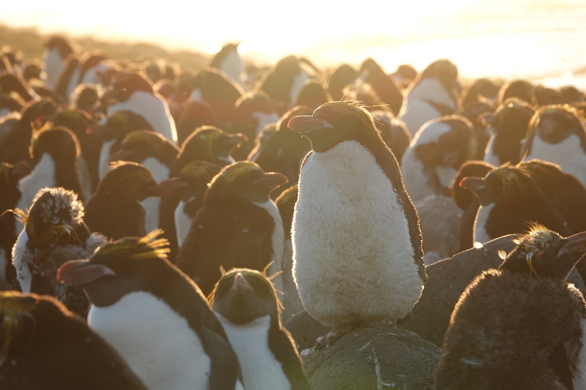 Macaroni Penguin - ML606190551