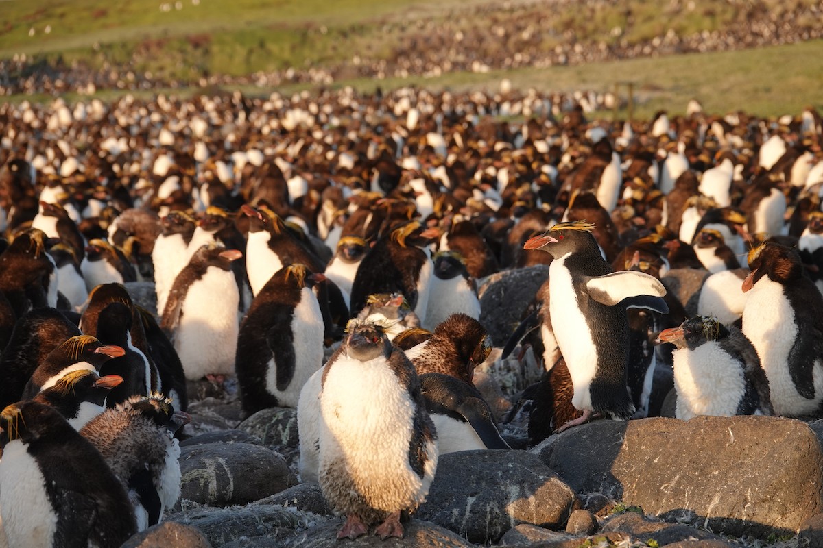 Macaroni Penguin - ML606190611