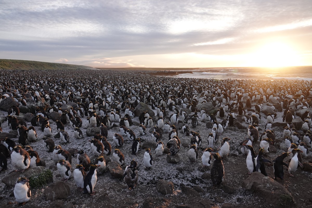 Macaroni Penguin - ML606190701