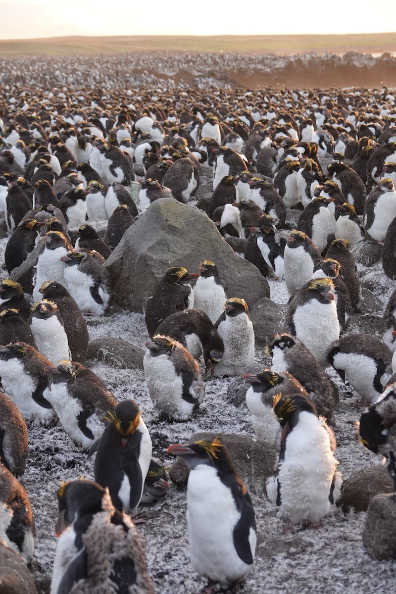 Macaroni Penguin - ML606190721