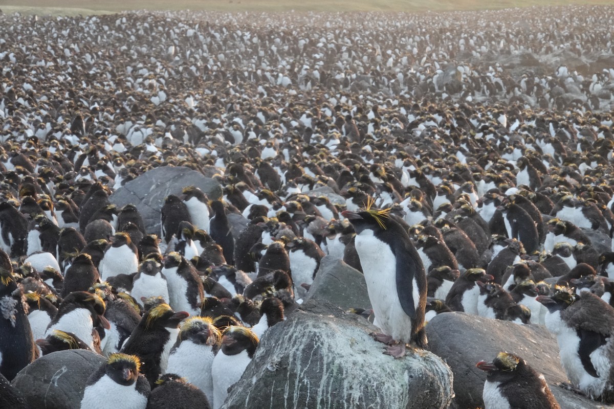 Macaroni Penguin - ML606190731