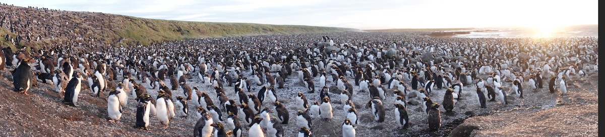 Macaroni Penguin - Vincent PERRIN