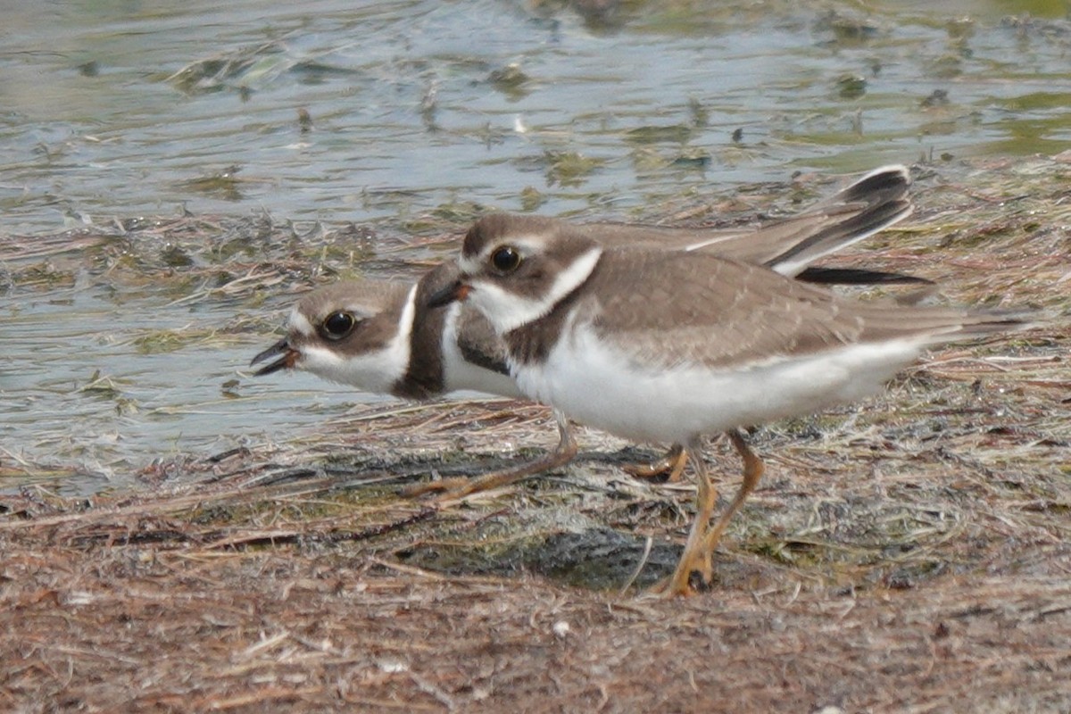 Semipalmated Plover - ML606190981