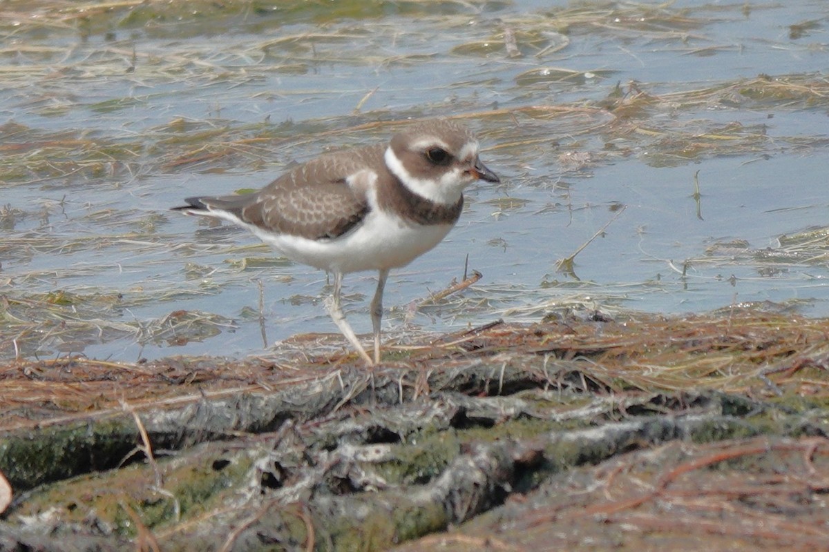 Semipalmated Plover - ML606190991